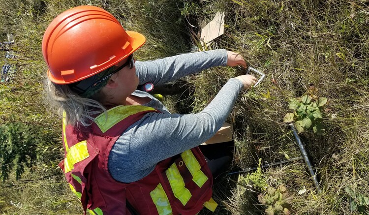 Researcher Stephanie Chute-Ibsen collects plant litter samples from a land reclamation site in September 2019. Chute-Ibsen says soil dwellers like bugs and worms could indicate how well reclamation efforts are working to restore healthy ecosystems. (Photo