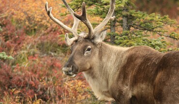 What’s certain about (caribou) death and taxes?
