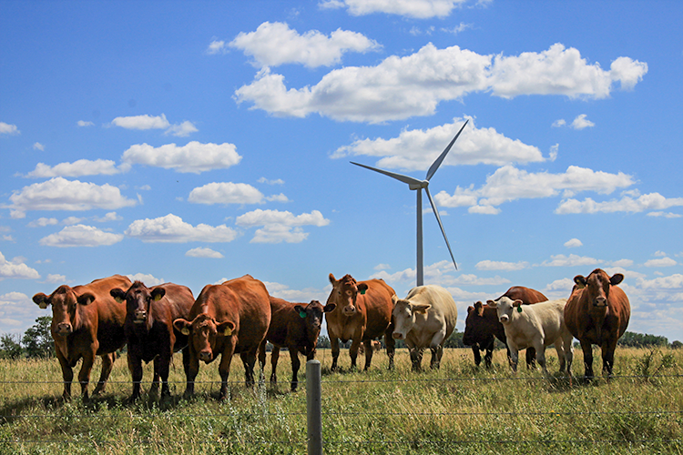 A group of cows stand in a rural field in Alberta in front of a wind turbine